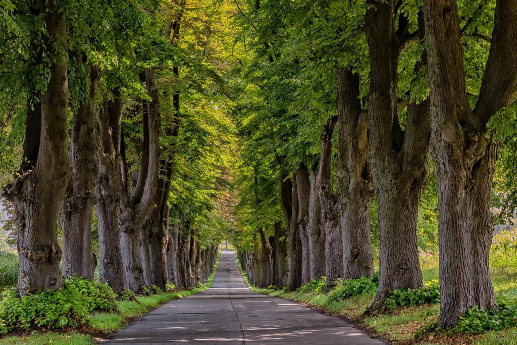 Deutsche Alleenstraße Lindenallee in Vorpommern