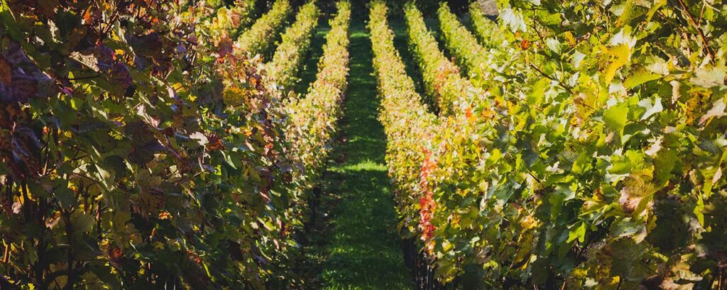 Badische Weinstrasse Weinreben
