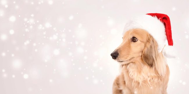 Schnüffelnase Weihnachtsmarkt