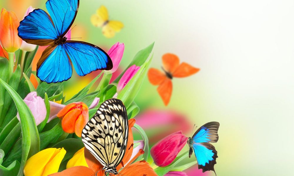 Schmetterlinge auf Blumen