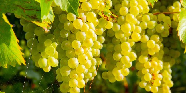 Weinböhlaer Winzerstraßenfest 2025