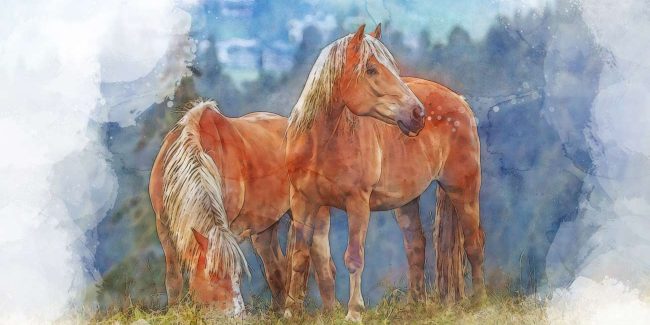 Havelberger Pferdemarkt 2025