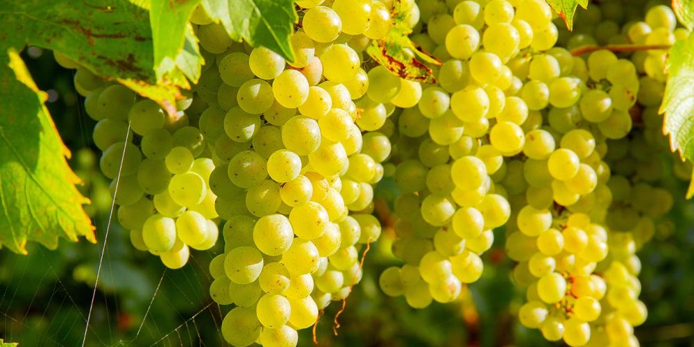 Weinböhlaer Winzerstraßenfest 2025