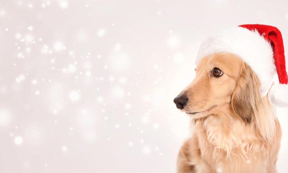 Hundeweihnacht